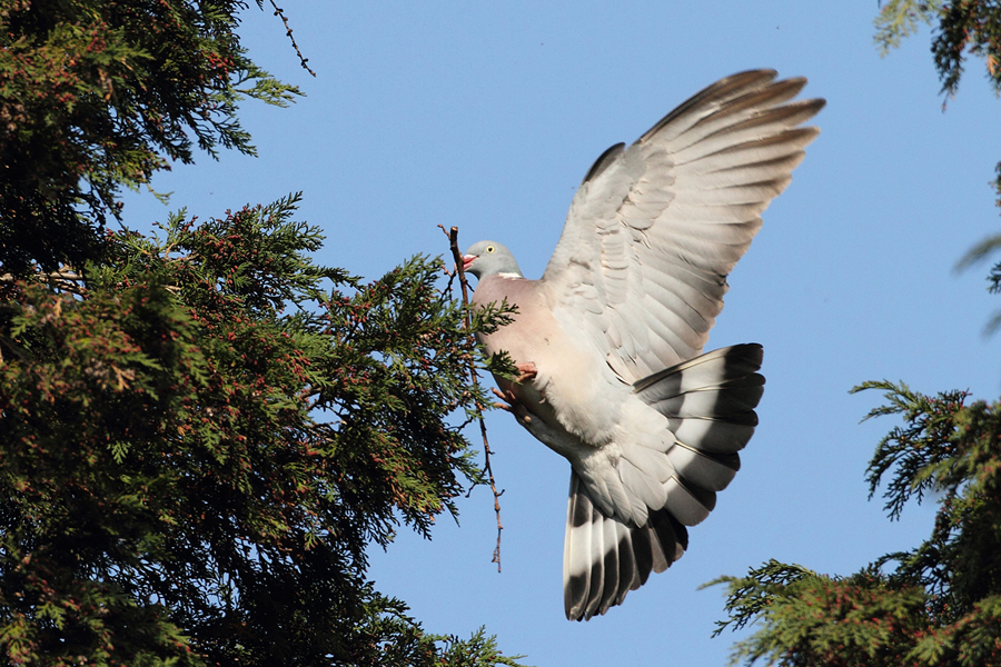 Holub hřivnáč (Columba palumbus)