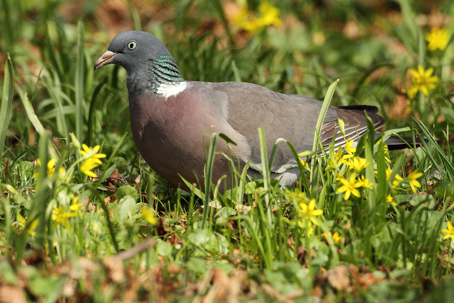 Holub hřivnáč (Columba palumbus)