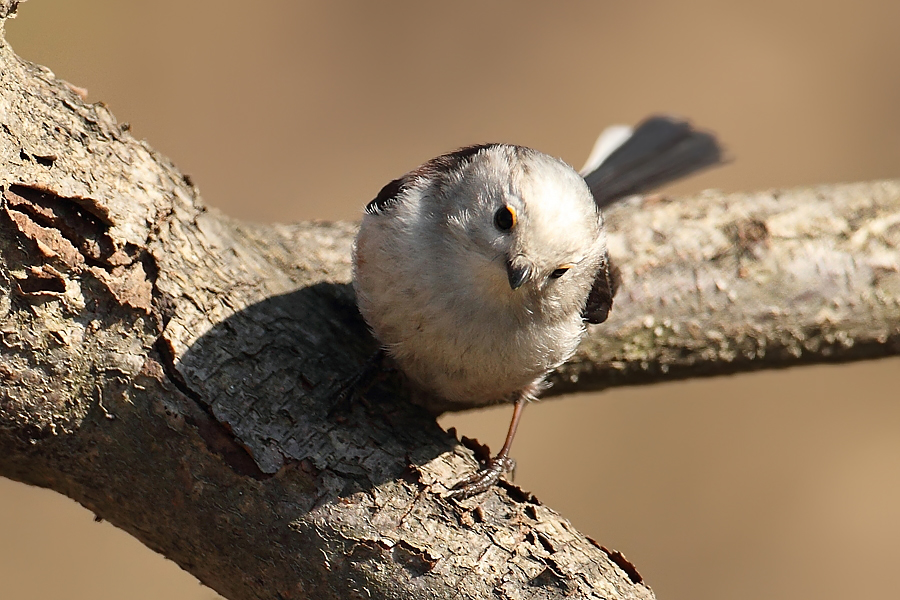 Mlynař&iacute;k dlouhoocas&yacute; (Aegithalos caudatus)