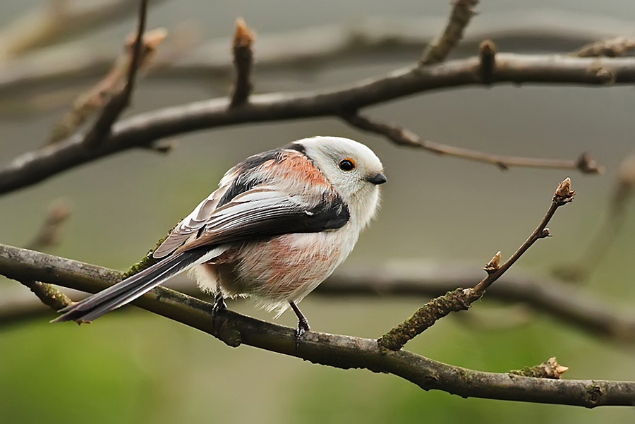 Mlynař&iacute;k dlouhoocas&yacute; (Aegithalos caudatus)