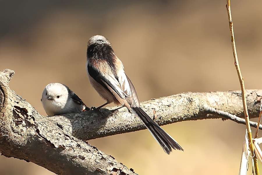 Mlynař&iacute;k dlouhoocas&yacute; (Aegithalos caudatus)