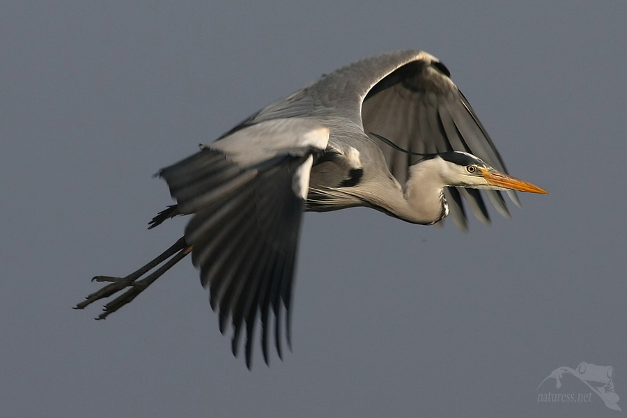 Volavka popelav&aacute; (Ardea cinerea)